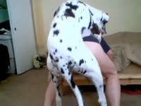 Dalmatian dog eats and fucks the pussy of hot slut